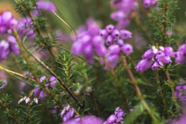 Roze-paarse dopheide in bloei