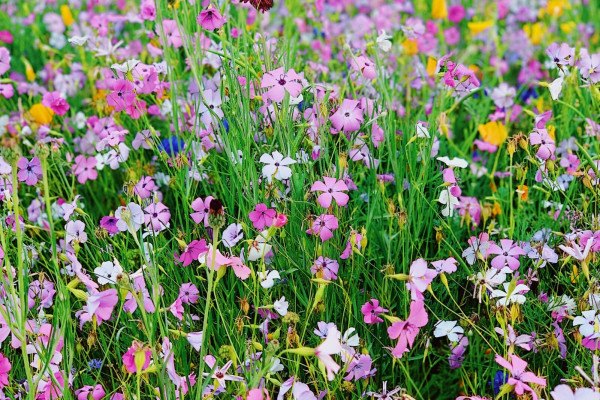 Bloeiende weide met roze, paarse en witte veldbloemen