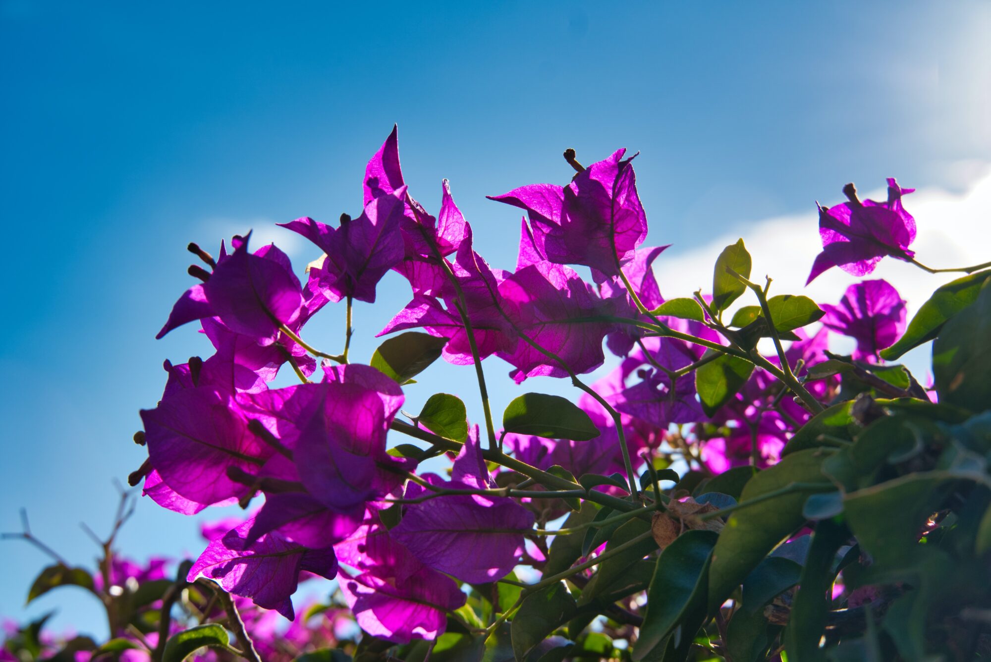 Bloeiende bougainville tegen een blauwe lucht