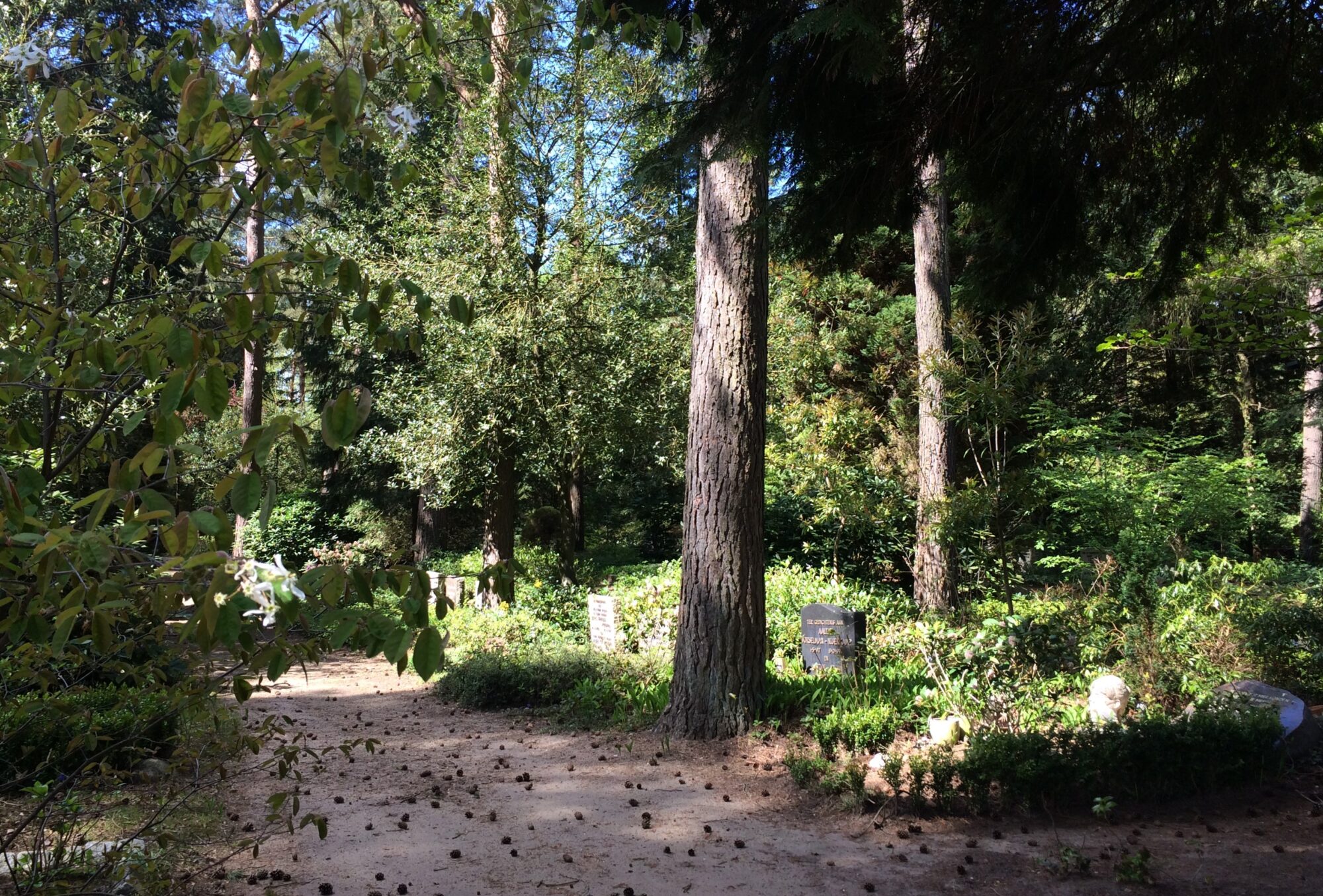De zon schijnt tussen de bomen door op een paar onopvallende graven op bosbegraafplaats Tjoenerhof