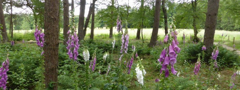 Heidepol: voor een graf in het bos of open terrein