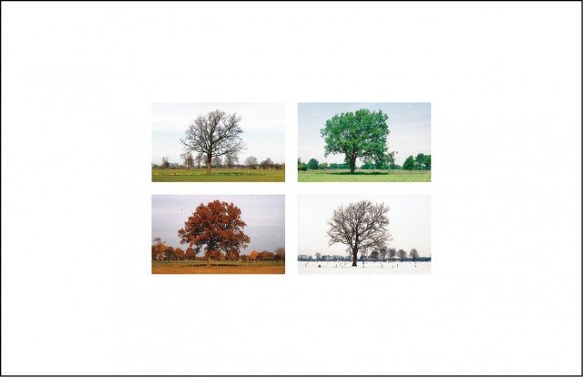 Kaart met vier afbeeldingen van dezelfde boom in de vier seizoenen. De eerste met doorkomend blad, de tweede volledig groen, in de herfst met een bruine kruin, in de winter kaal.