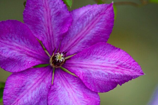 Close-up van een grote paarse clematisbloem