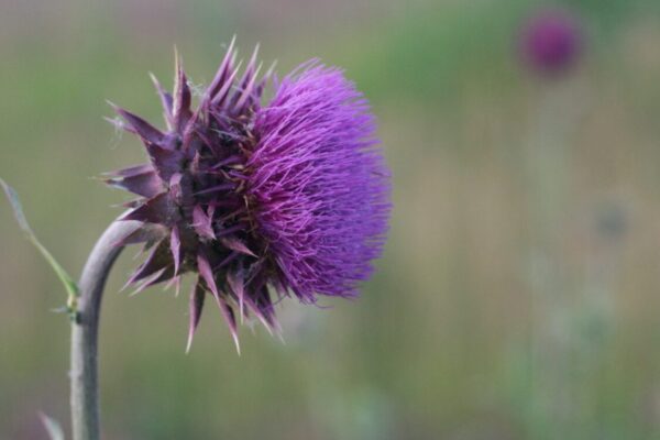 Paarse distelbloem op een lange steel