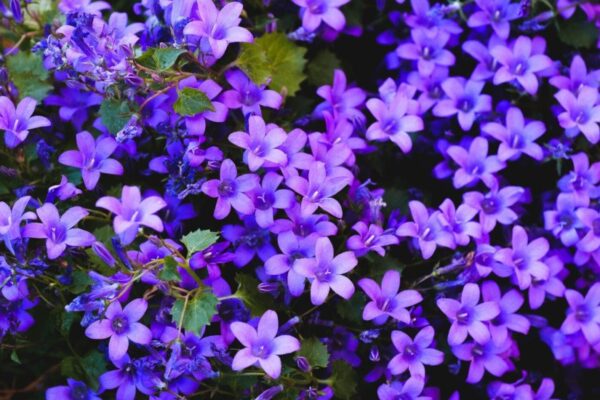 Tapijt van paarse klokjesbloemen