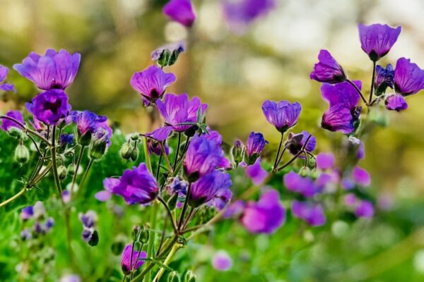 Paarse ooievaarsbekbloemen in het gras