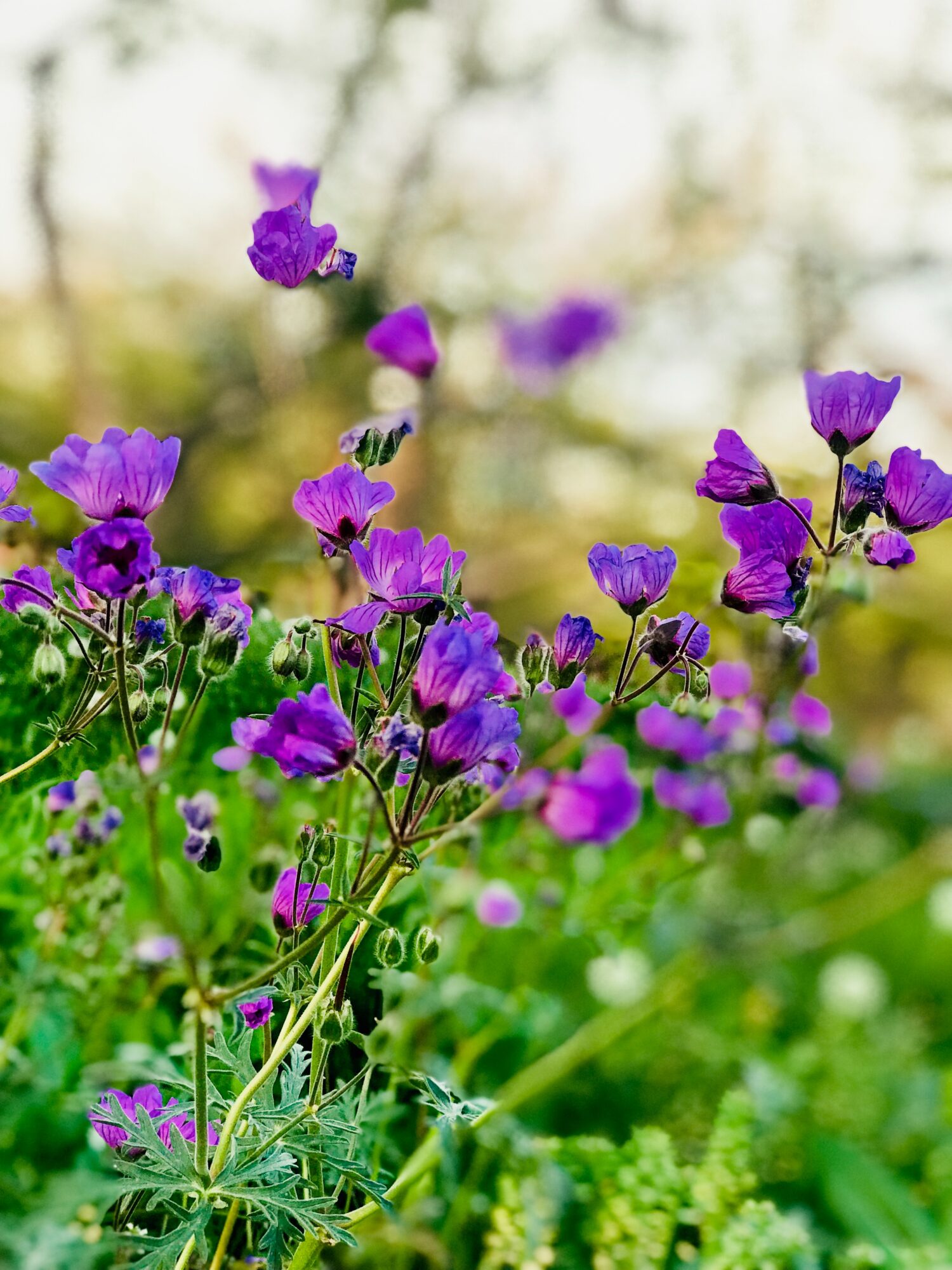 Paarse veldbloemen in het gras