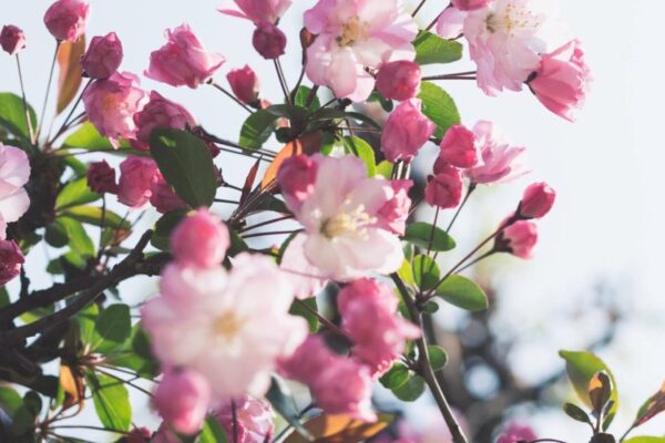 Roze sierappelbloesem aan een tak