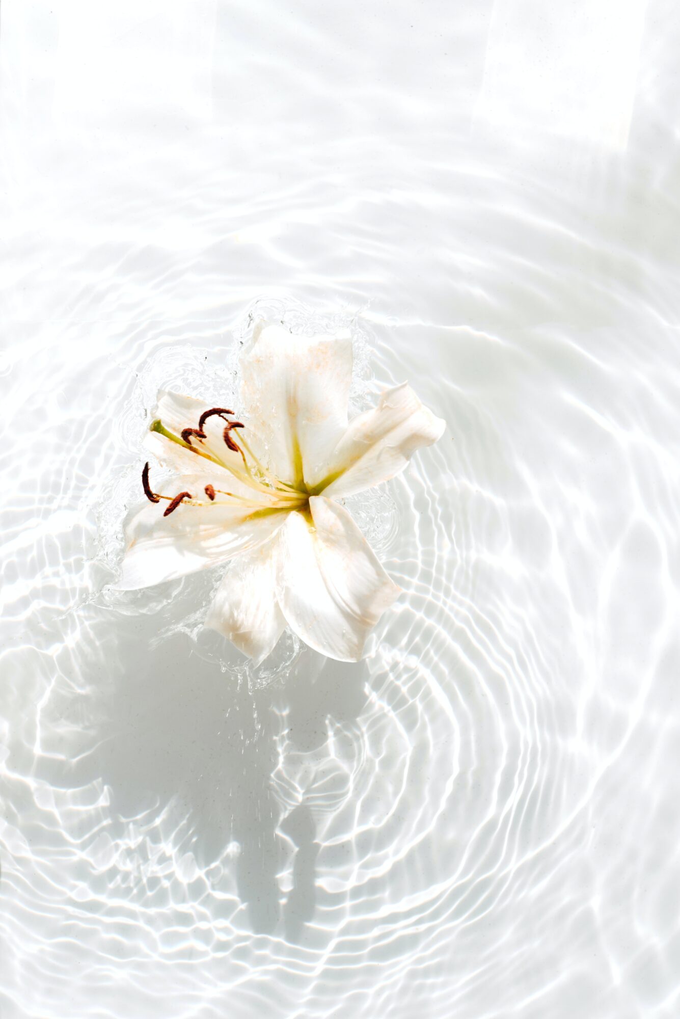 Witte lelie drijvend op water